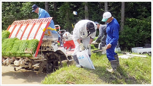 田植え